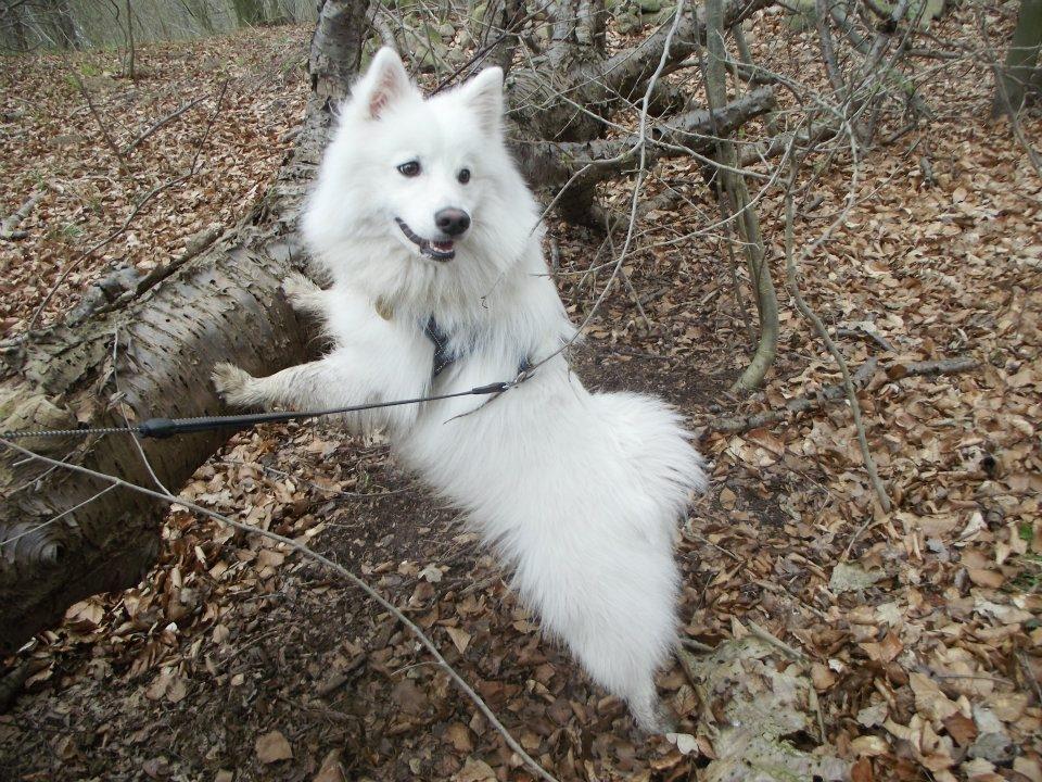 Japansk spids - Chiko - Chiko i skoven '2012
Foto - Nynne billede 9