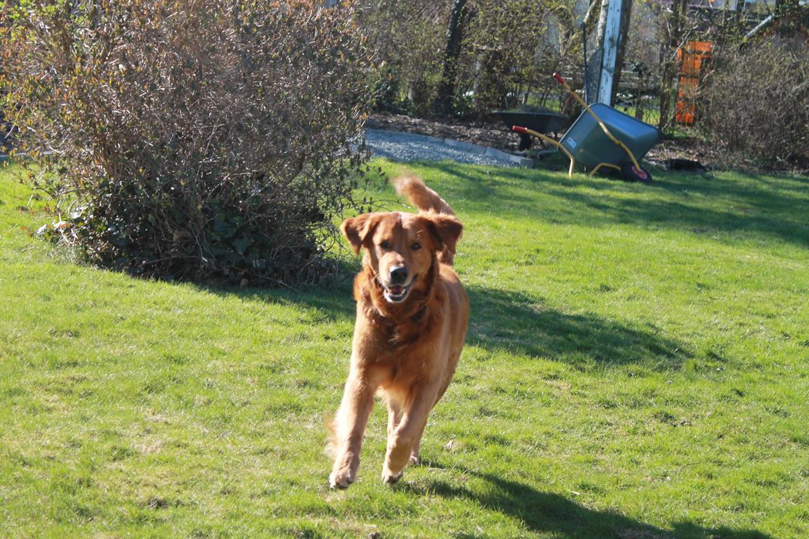 Golden retriever Kenzo <3 Mindrøm<3 billede 1