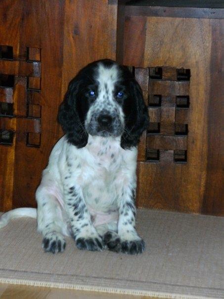 Cocker spaniel charlie - så sød som lille billede 1