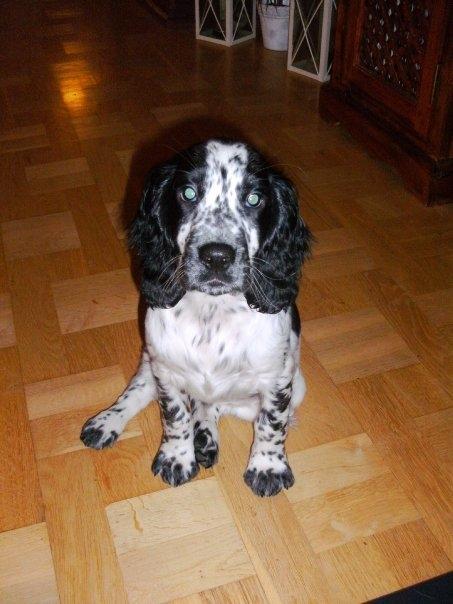 Cocker spaniel charlie billede 3