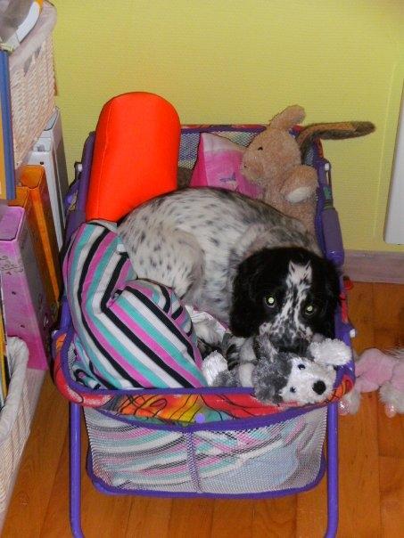 Cocker spaniel charlie billede 4