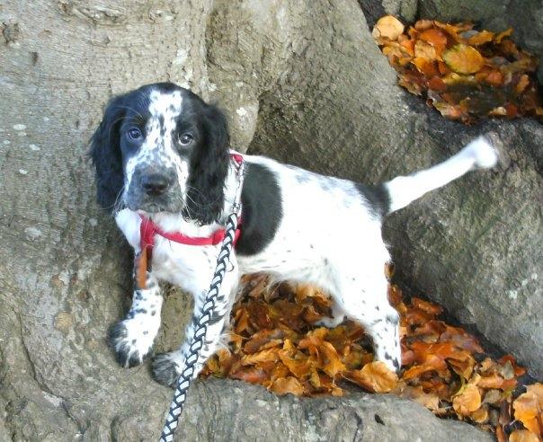 Cocker spaniel charlie billede 5