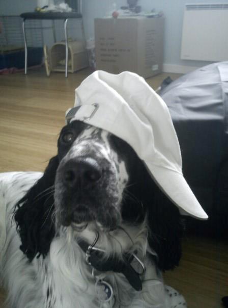 Cocker spaniel charlie - jeg er viiiiiil sej billede 8