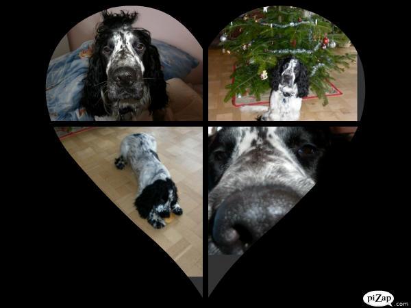 Cocker spaniel charlie billede 9