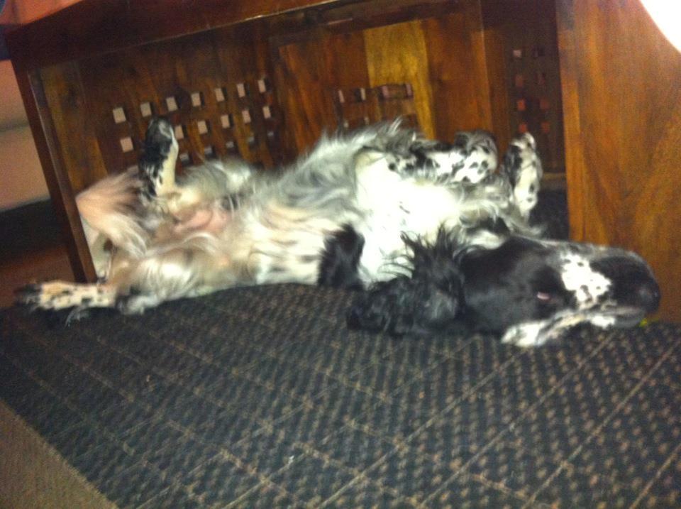 Cocker spaniel charlie billede 10