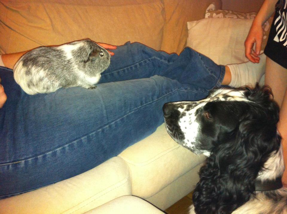 Cocker spaniel charlie billede 11