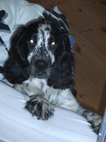 Cocker spaniel charlie billede 1