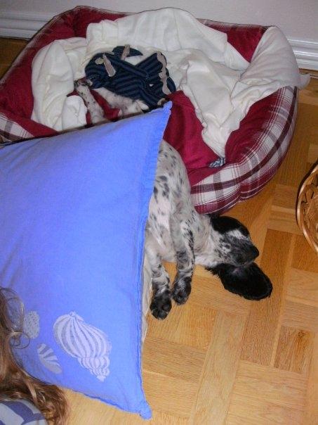 Cocker spaniel charlie billede 2