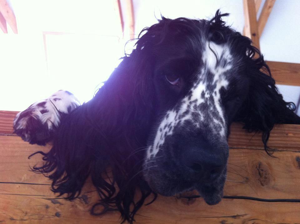 Cocker spaniel charlie billede 5