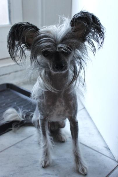 Chinese crested hårløs } Chelsy - 31. Marts, 2012. billede 5
