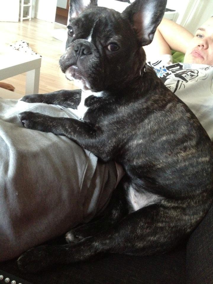 Fransk bulldog Anton - sofahygge med far:) billede 16