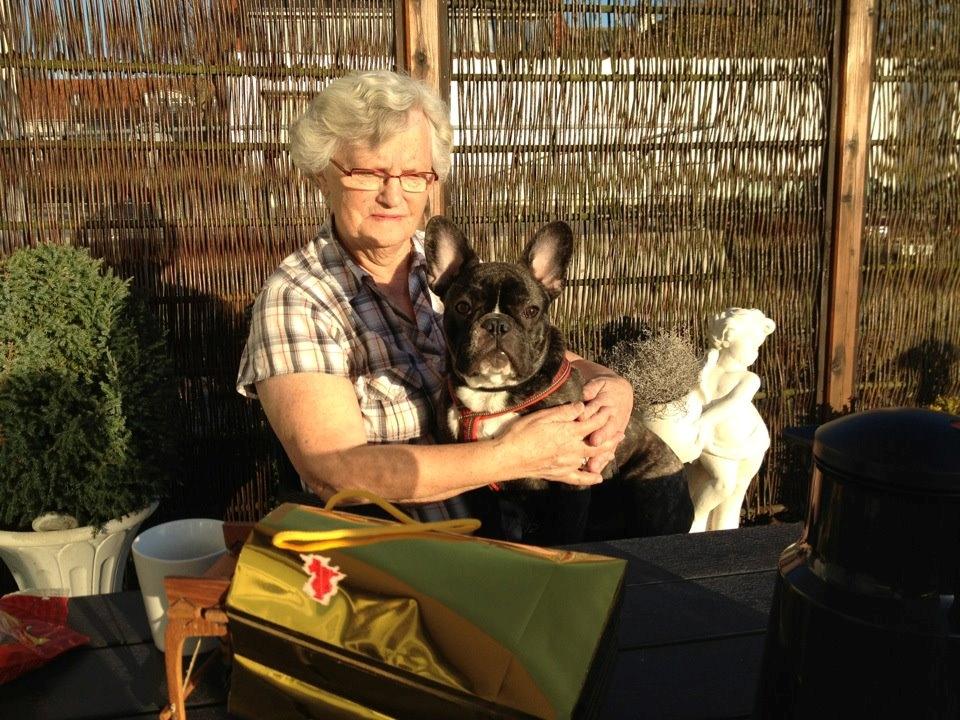 Fransk bulldog Anton - hygger med mormor i solskin:) billede 17