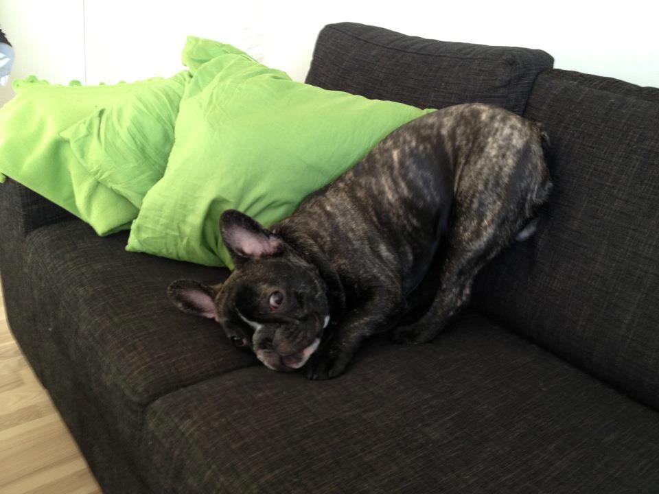 Fransk bulldog Anton - "Jeg vil ha opmærksomhed, tak"  billede 18