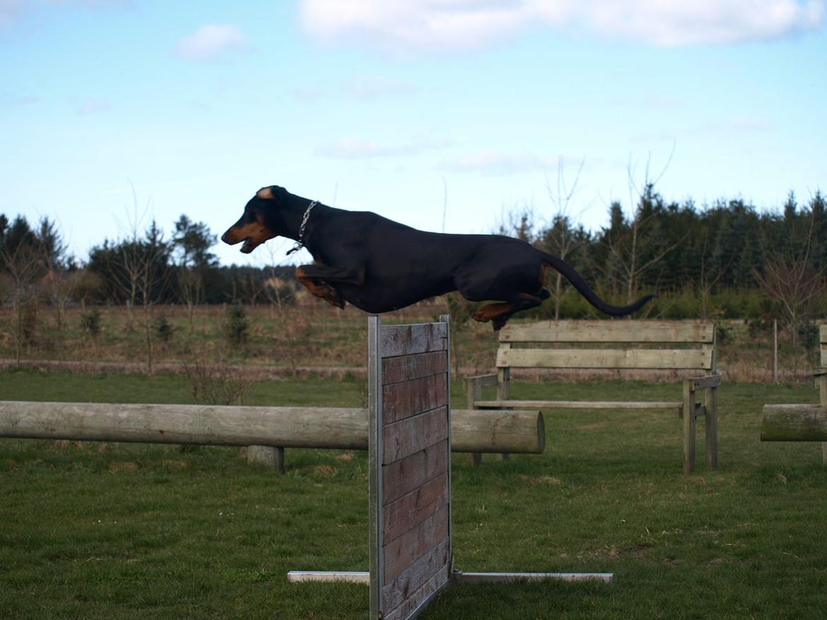 Dobermann GOF Fearless Fiona billede 2