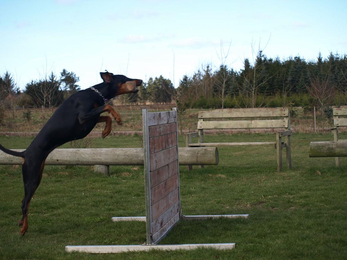 Dobermann GOF Fearless Fiona billede 8