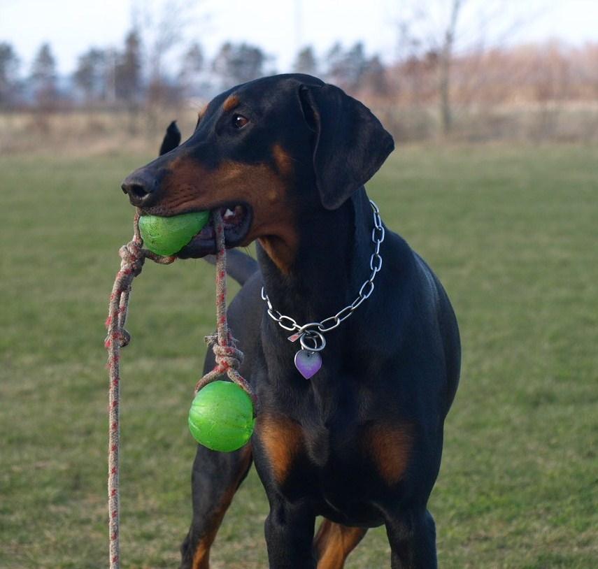 Dobermann GOF Fearless Fiona billede 4