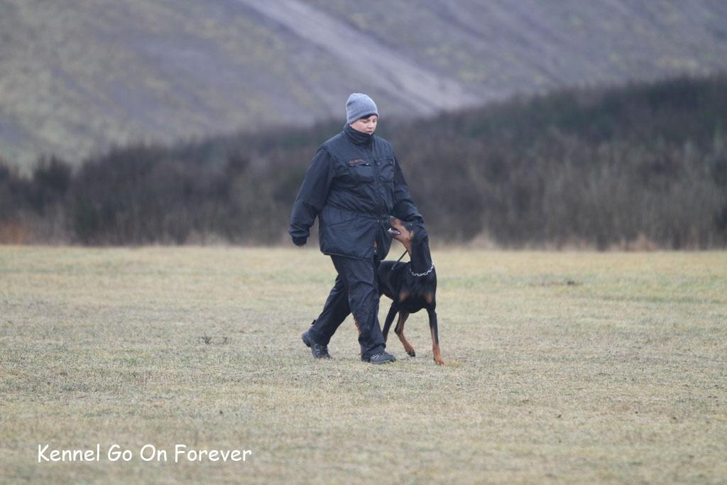 Dobermann GOF Fearless Fiona billede 7