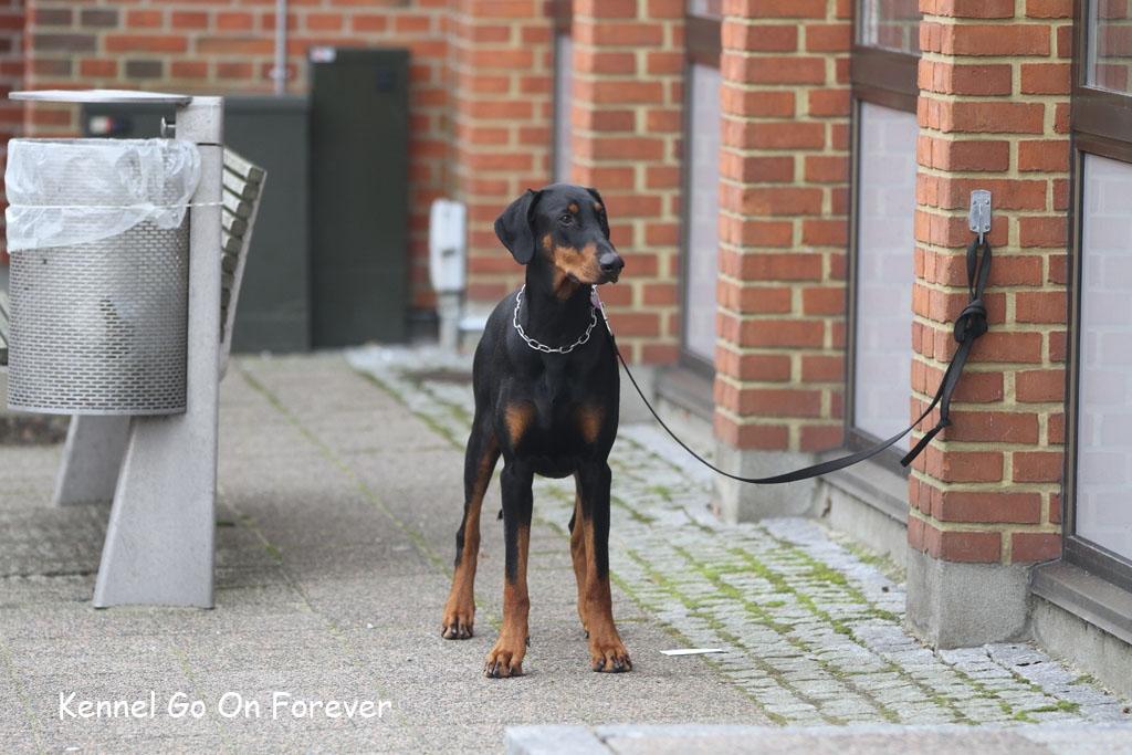 Dobermann GOF Fearless Fiona billede 6