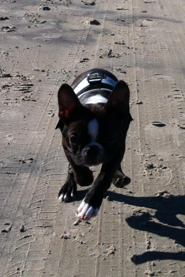Boston terrier Milo - Jeg ved ikke hvor jeg er henne, Men jeg er total vild med det...:) billede 8