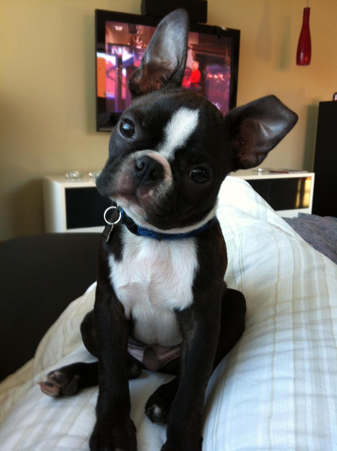 Boston terrier Milo - Hvad er det for nogen lyde du siger mor..:) billede 9