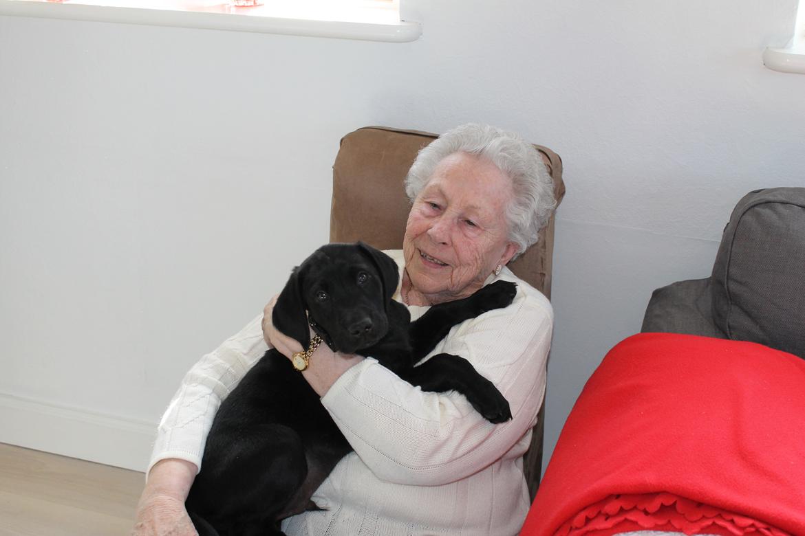 Blanding af racer Fredenslund's Andy - Andy putter med min mormor :) <3 - 9 uger billede 16