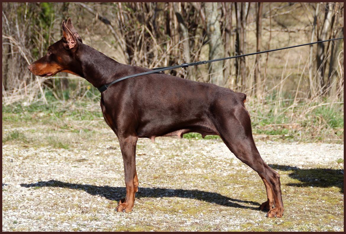 Dobermann Master Mia V Masterhof billede 17