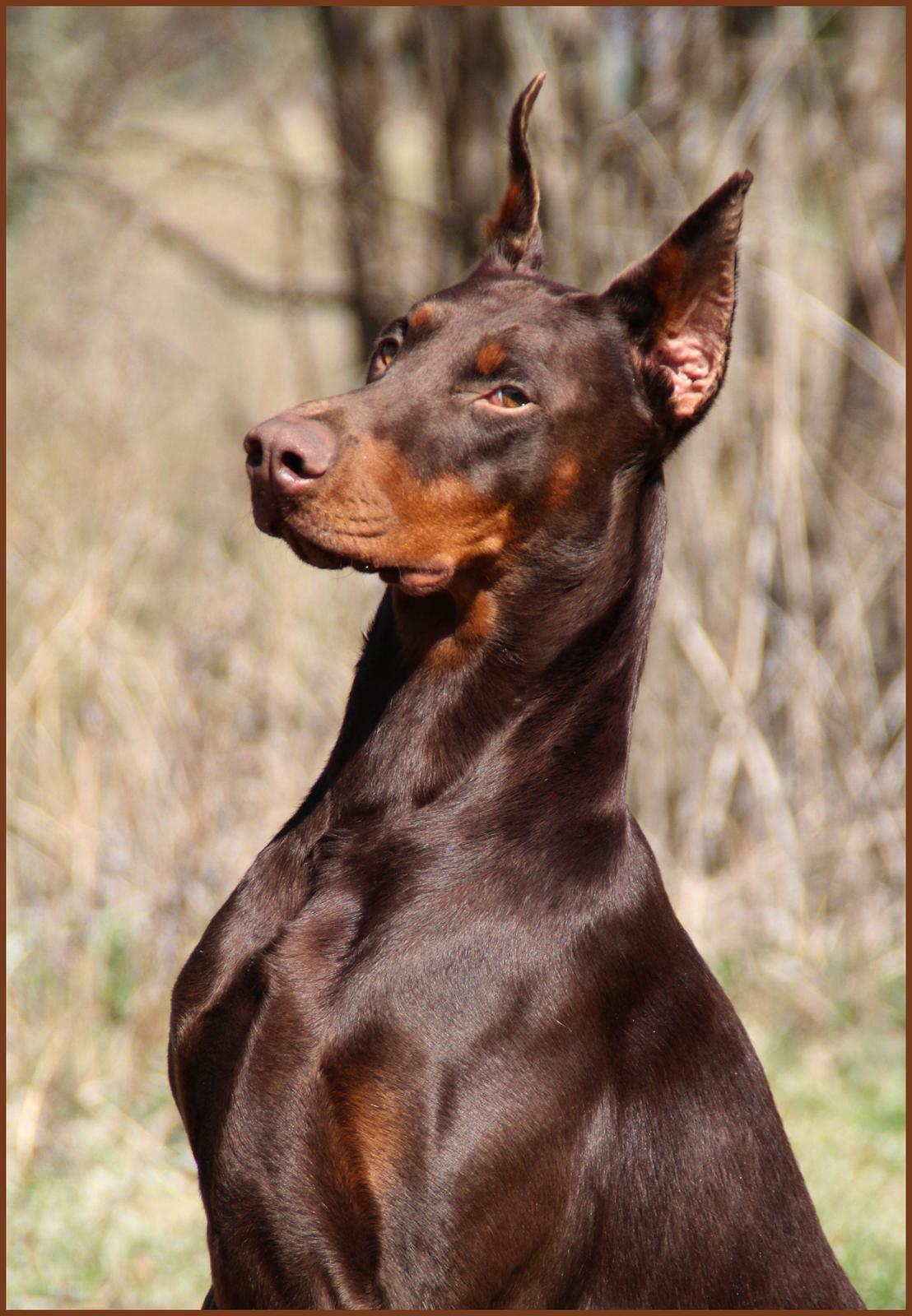 Dobermann Master Mia V Masterhof billede 18