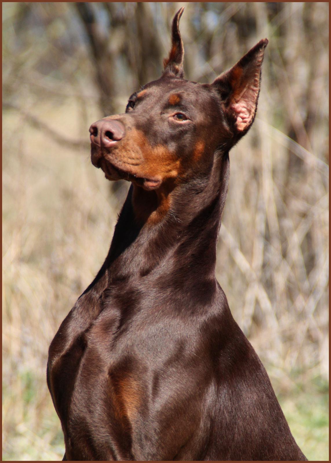Dobermann Master Mia V Masterhof billede 19