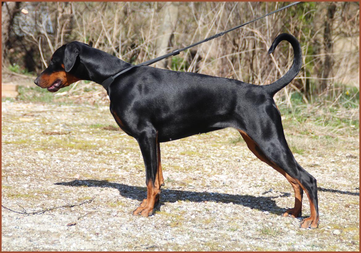 Dobermann Proud Danish Destany billede 15