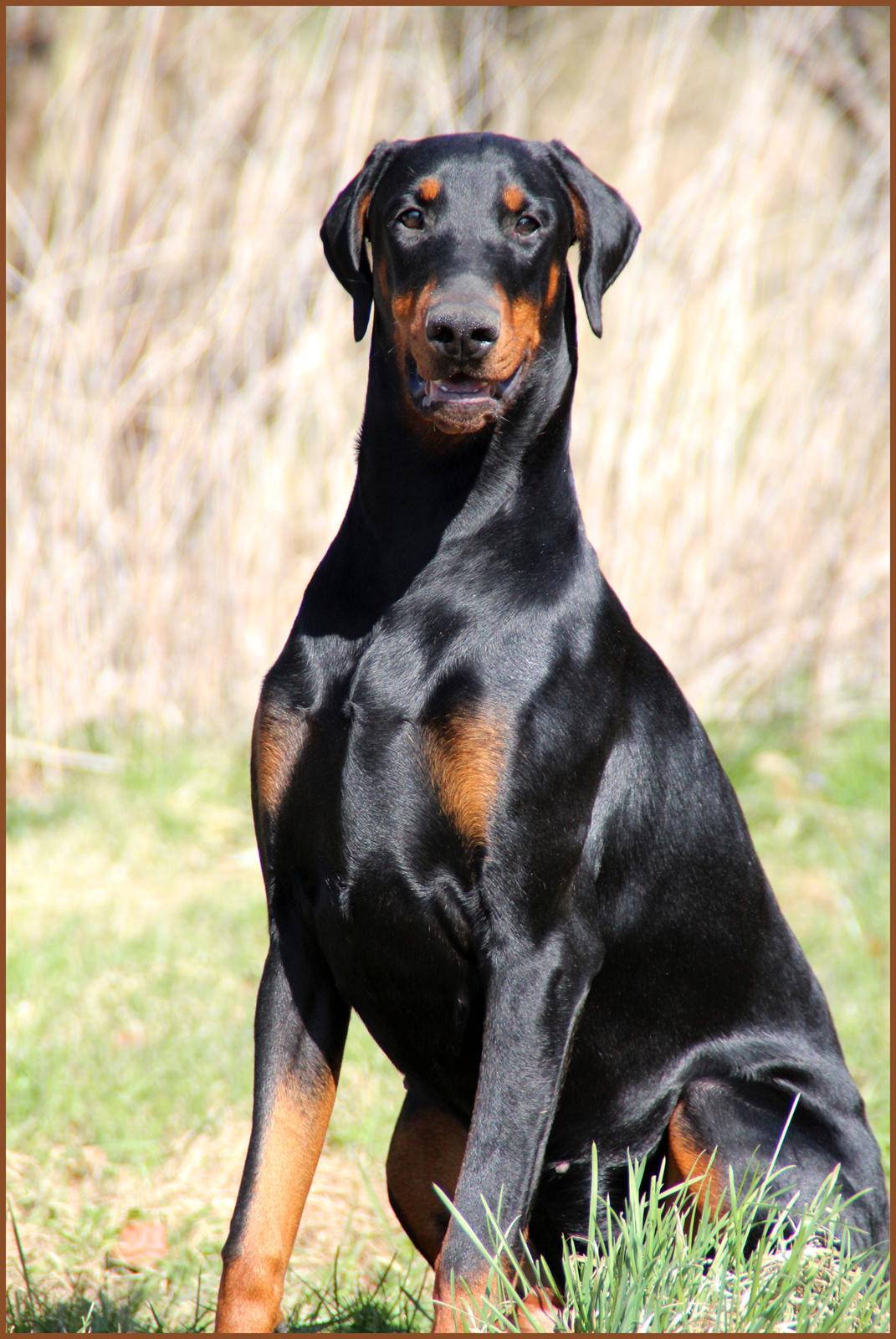 Dobermann Proud Danish Destany - 8 mdr billede 2