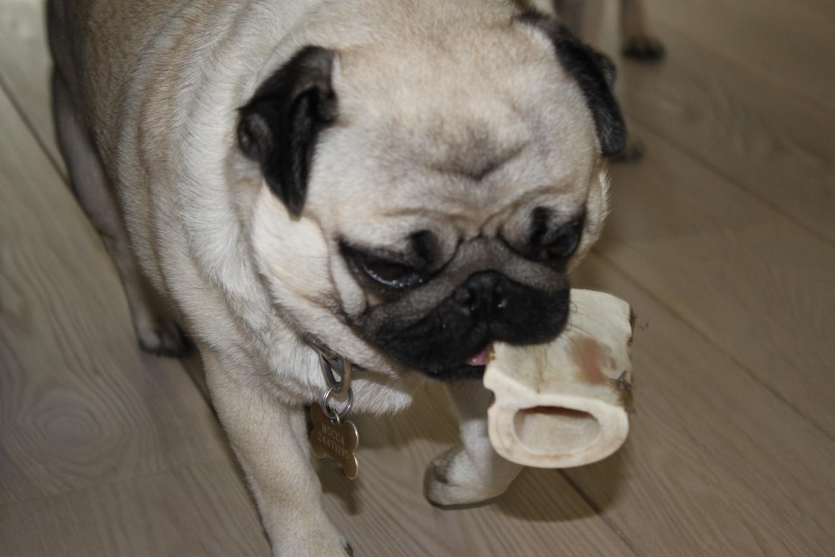 Mops Mocca Von Gnalling - Min min min miiin!!!! billede 4