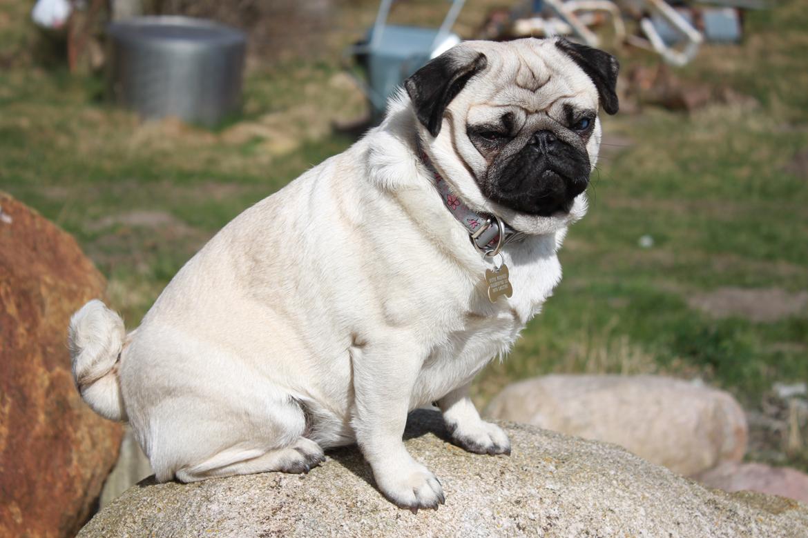 Mops Mocca Von Gnalling billede 11