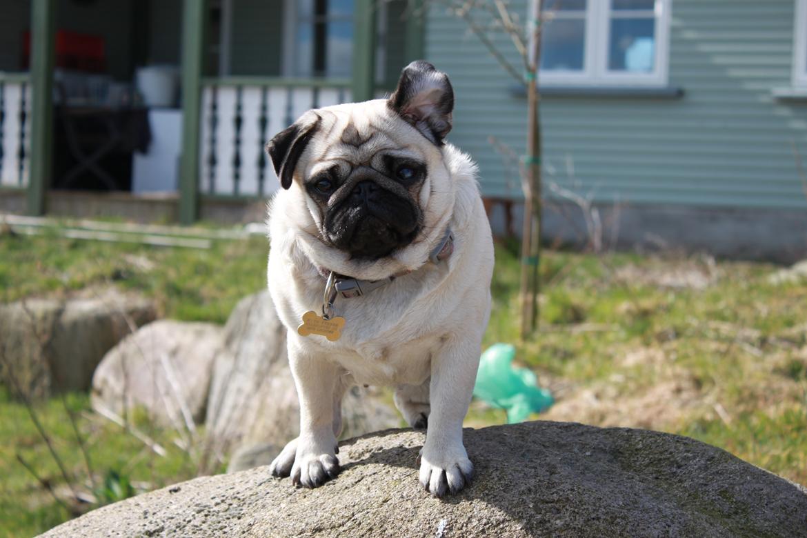Mops Mocca Von Gnalling billede 12