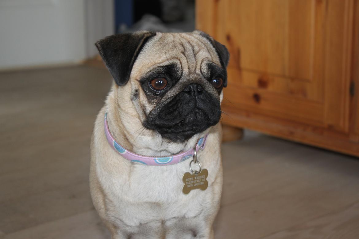 Mops Molly - Velkommen til Molly's profil! Smid gerne en kommentar og en bedømmelse. :D billede 1