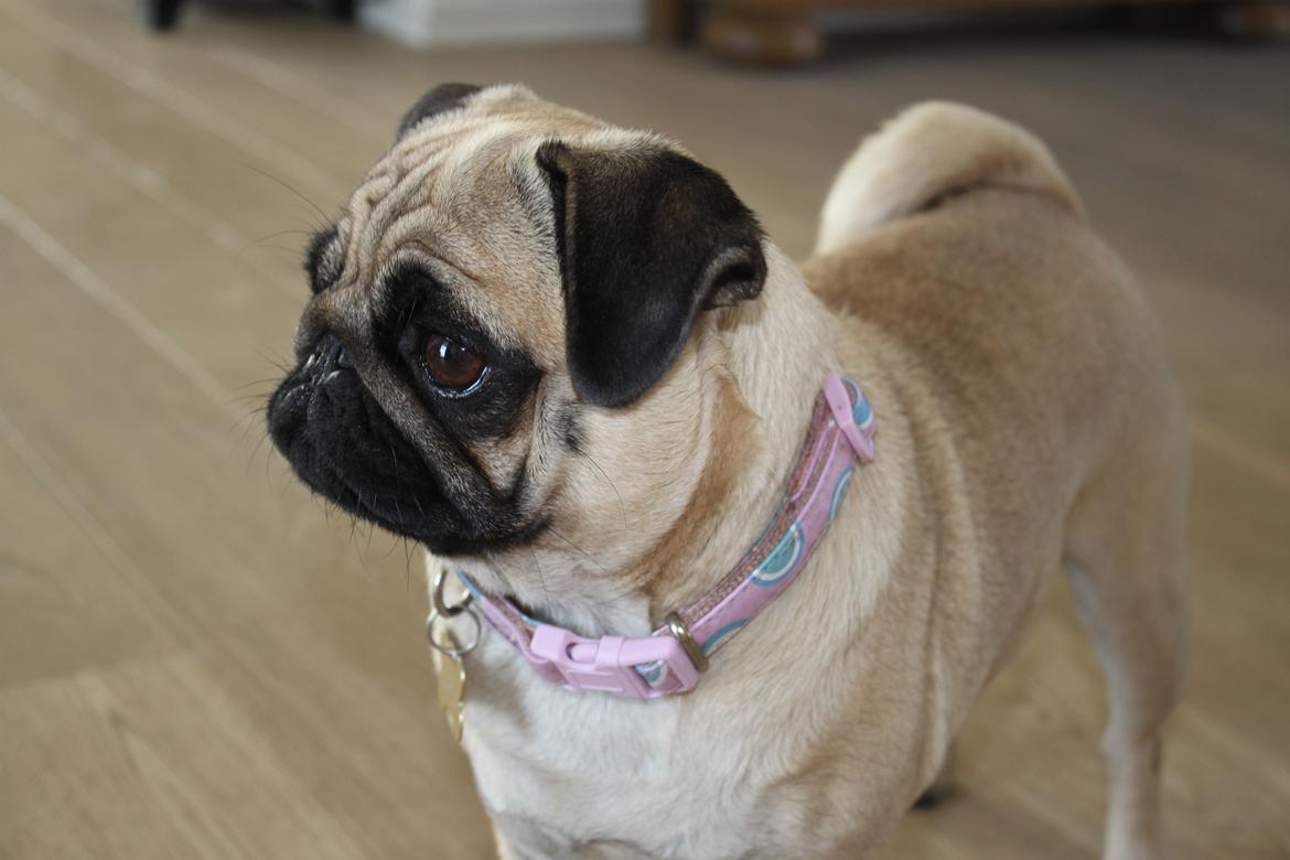 Mops Molly - Marts 2012 billede 2