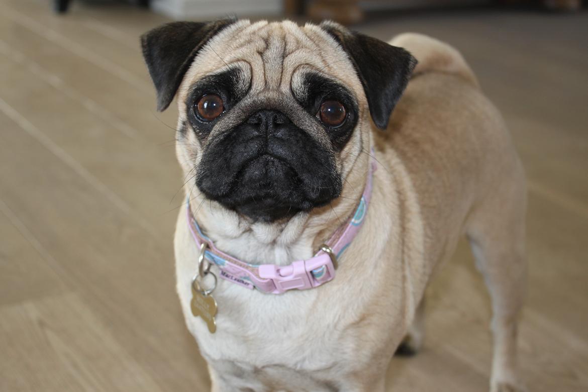 Mops Molly - O.o ? billede 3