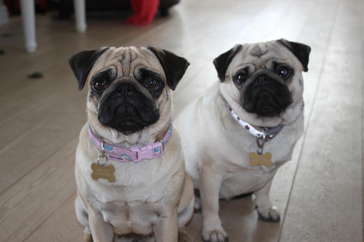 Mops Molly - Molly & Mocca billede 4
