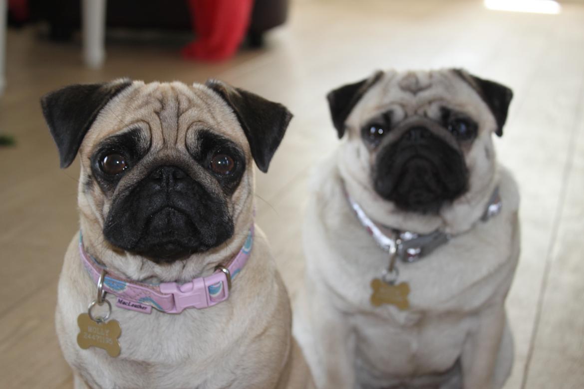 Mops Molly billede 5