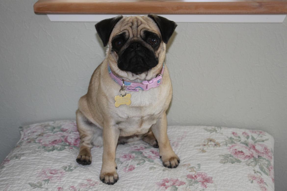 Mops Molly - SIT!!!!!! -dyyygtiiiiiiiiiiiiig!! :D billede 6