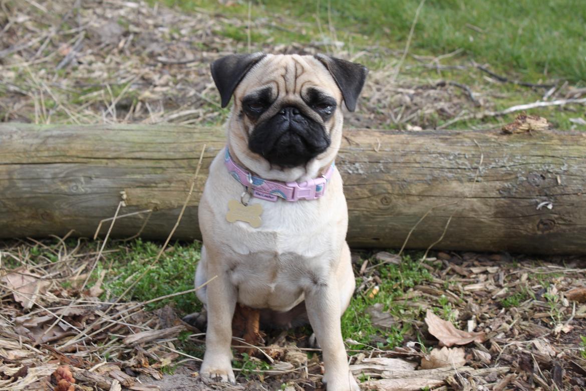 Mops Molly - Smil! :D billede 7