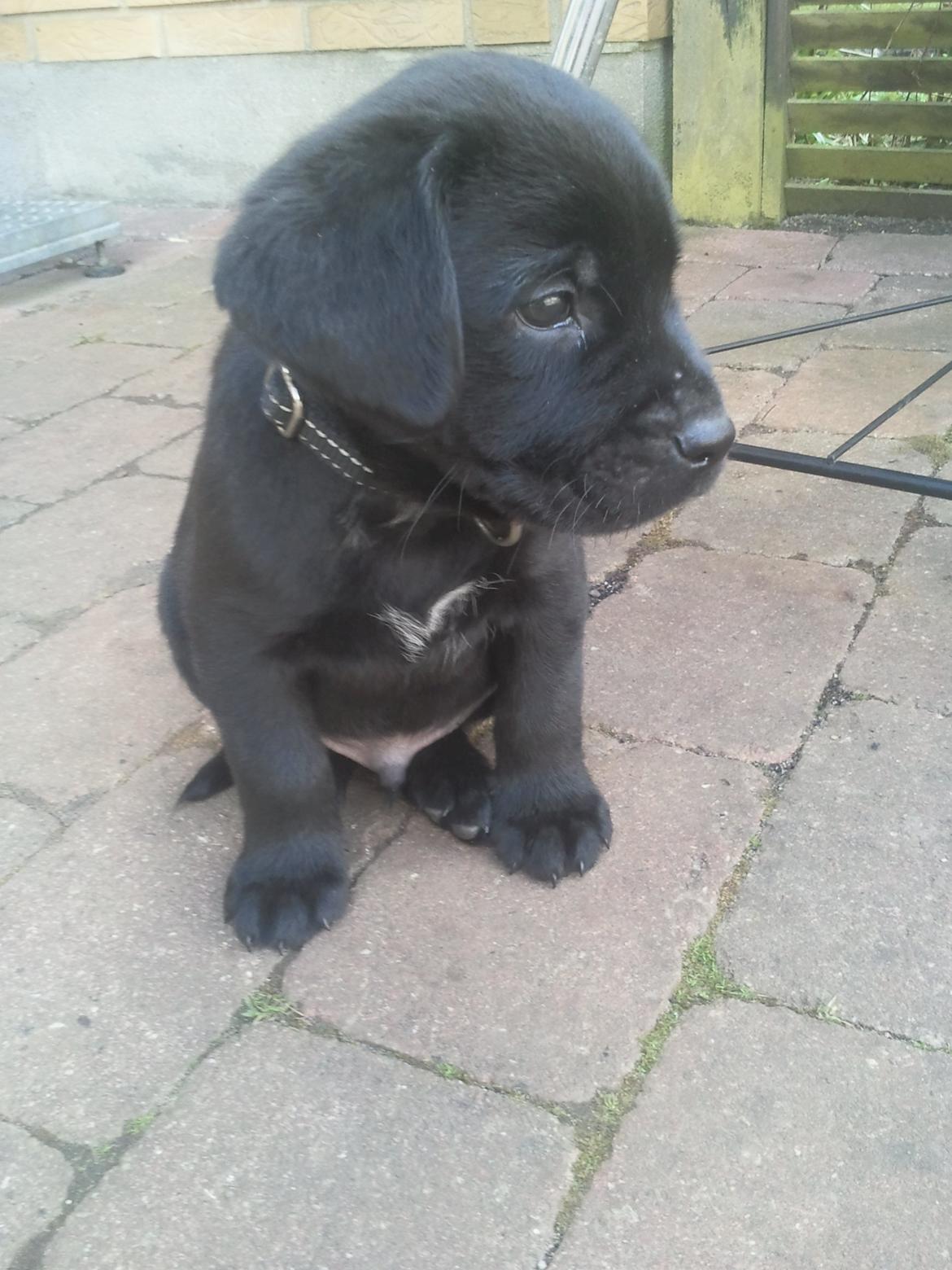 Blanding af racer Baloo billede 1