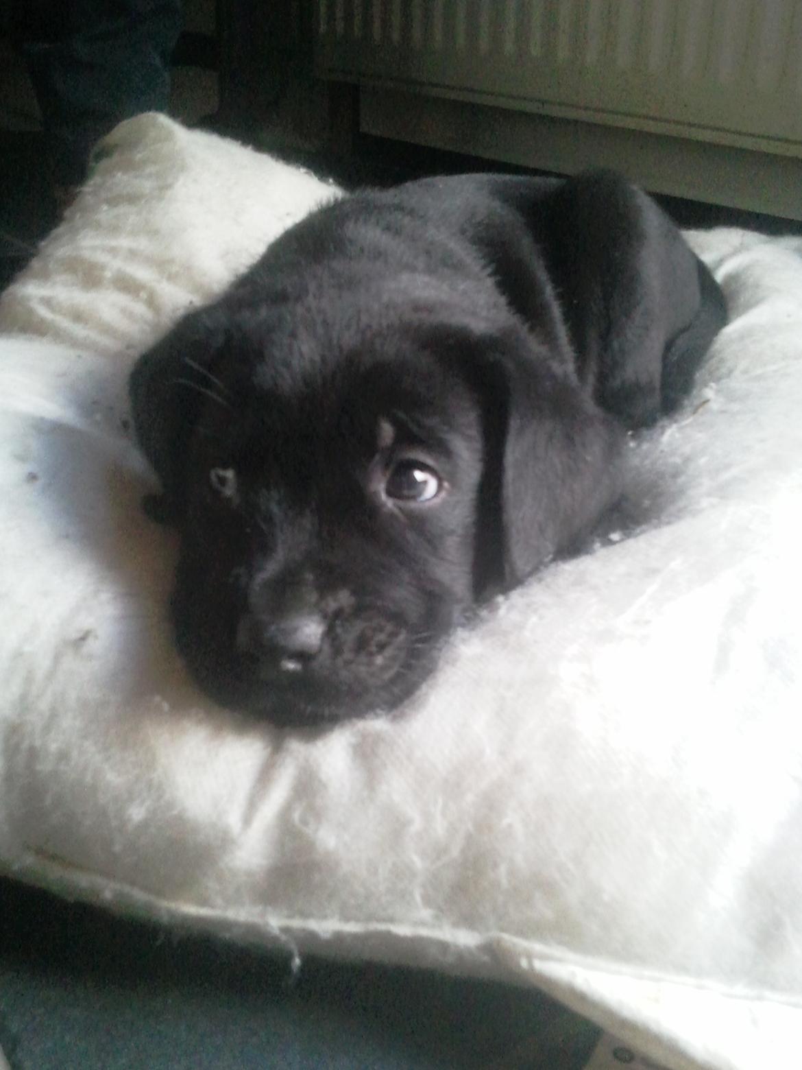 Blanding af racer Baloo billede 2