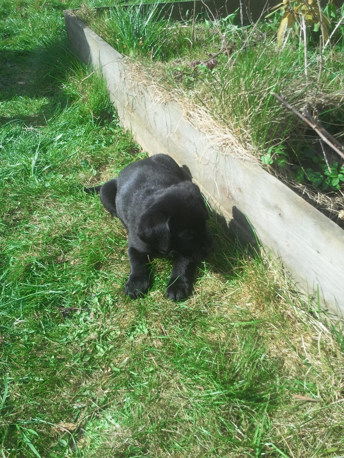 Blanding af racer Baloo billede 3