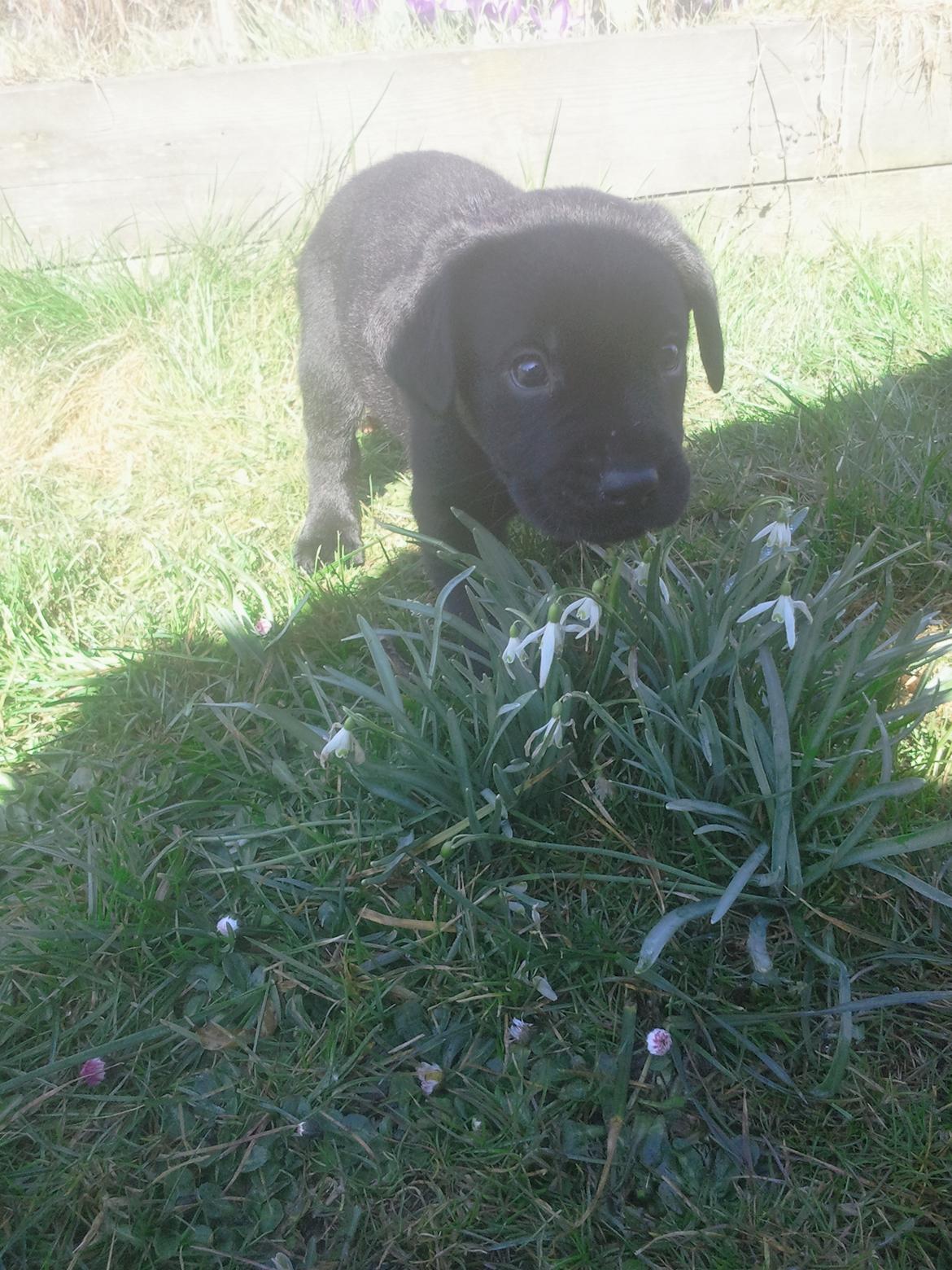 Blanding af racer Baloo billede 4