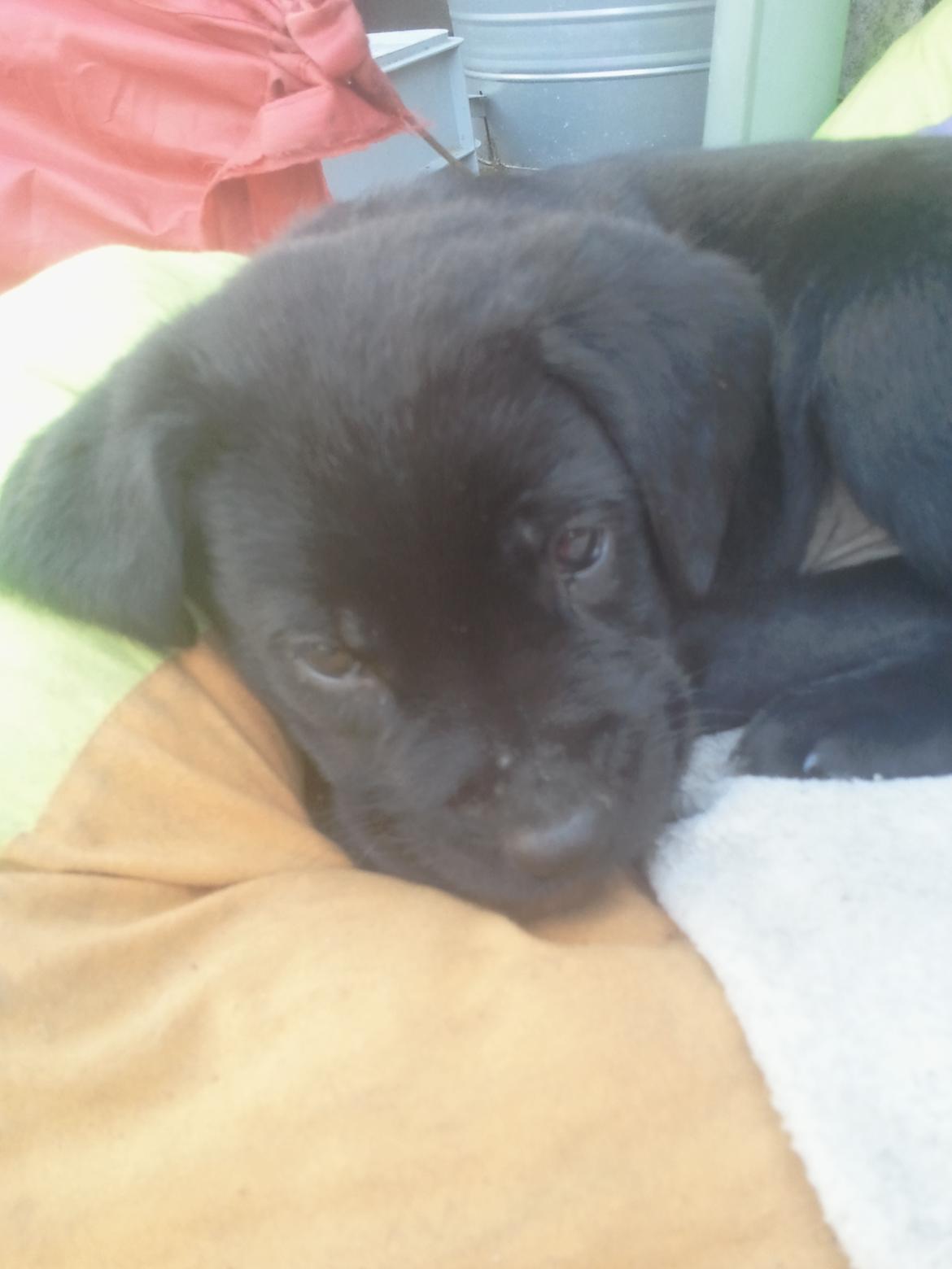 Blanding af racer Baloo billede 5