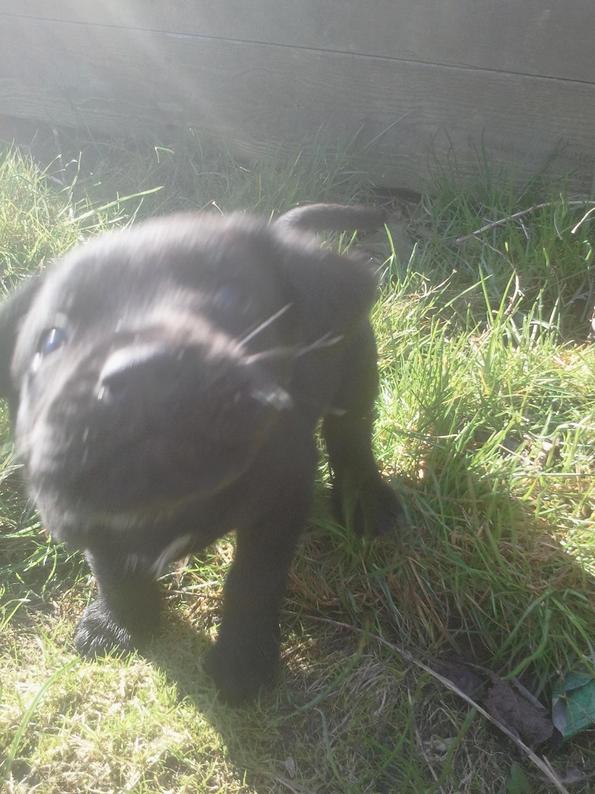 Blanding af racer Baloo billede 6