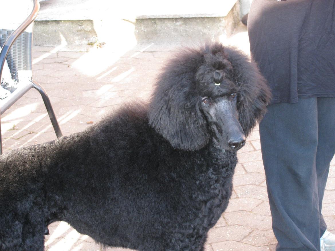 Storpuddel louie <3 billede 4