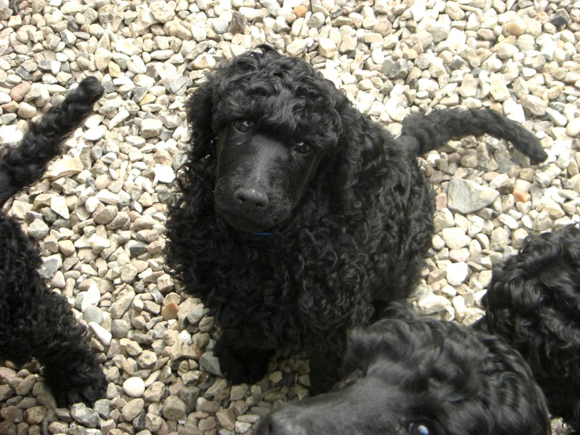 Storpuddel louie <3 billede 5