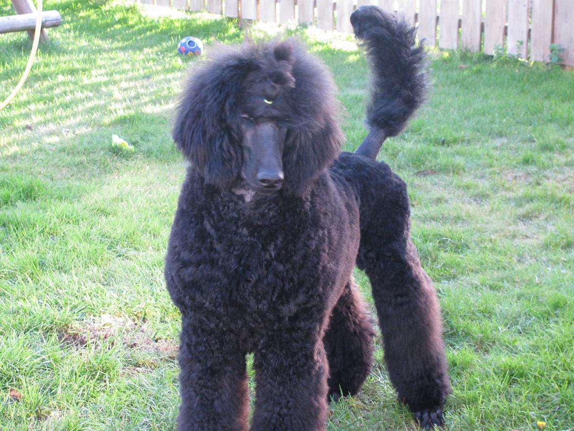 Storpuddel louie <3 billede 7