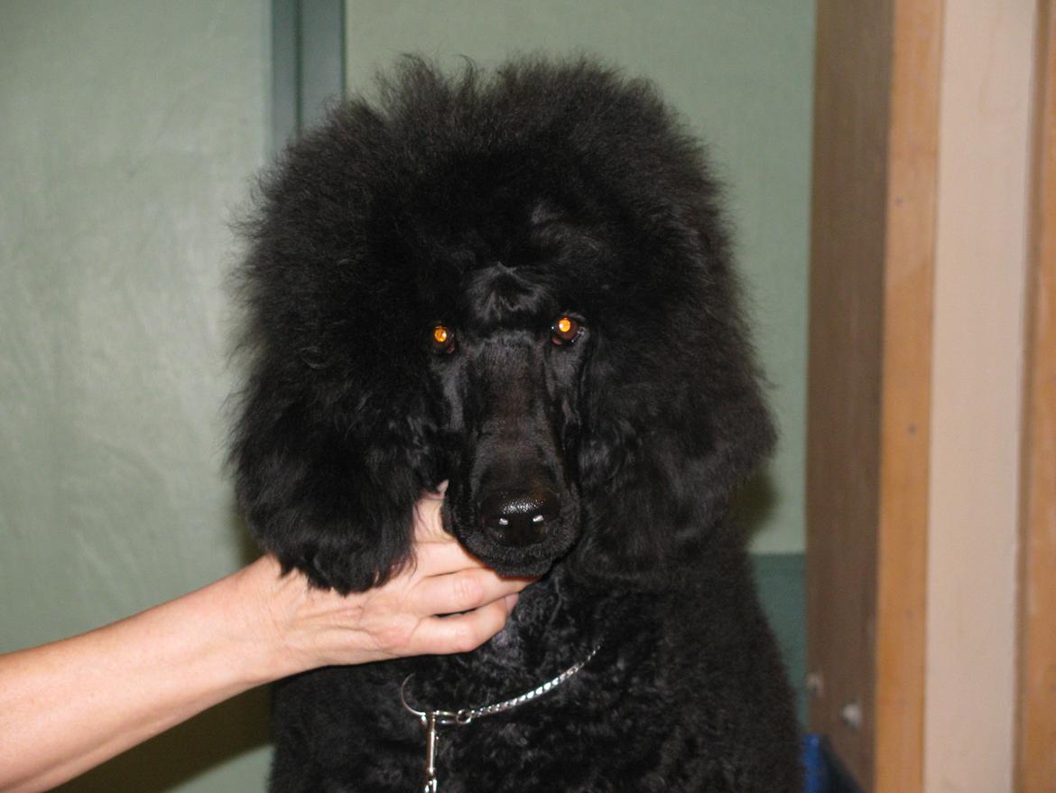 Storpuddel louie <3 billede 8